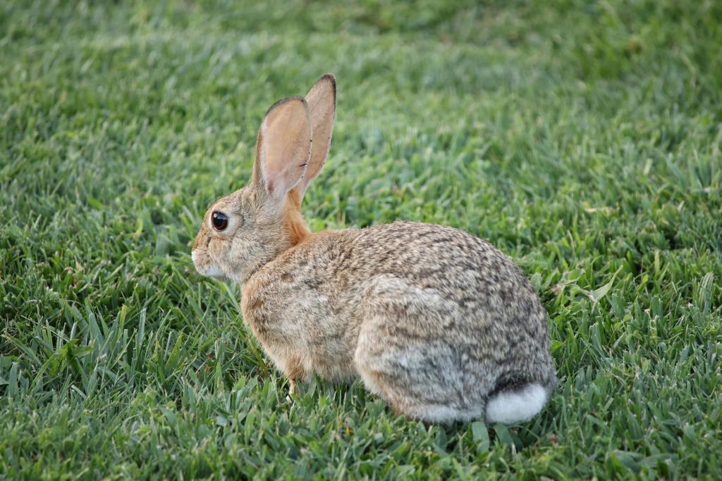 67 Rabbit 67 Rabbit Names from Children's Books - Pawfect Journey