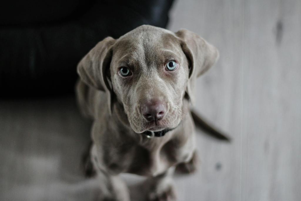 Black Short Coat Medium Dog on Floor, 63 Dog Names That Start with P