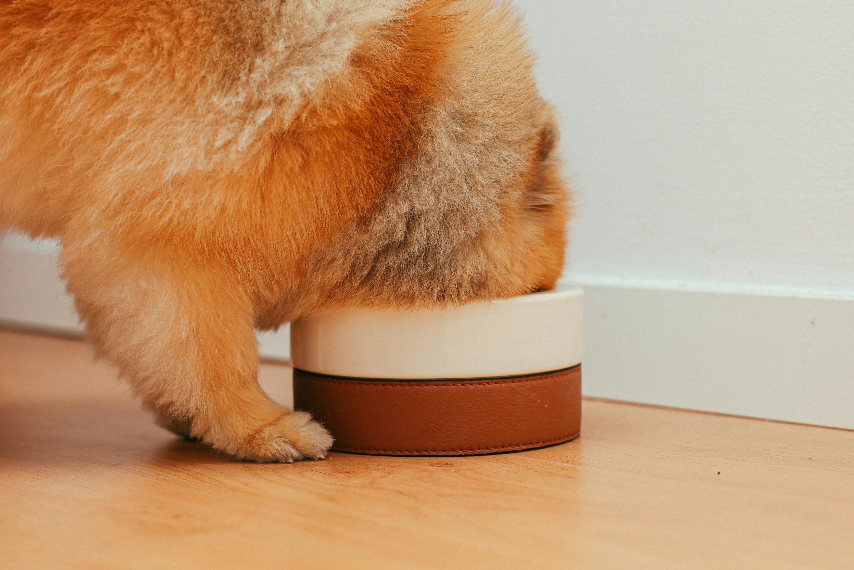 Brown Pomeranian Eating on a Bowl, Can Dogs Eat Shrimp Everything You Need to Know