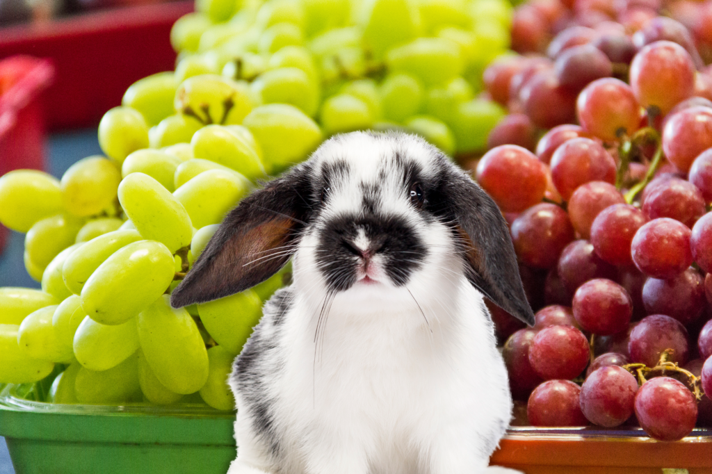 Can Rabbits Eat Grapes? What Every Rabbit Owner Should Know - Pawfect ...