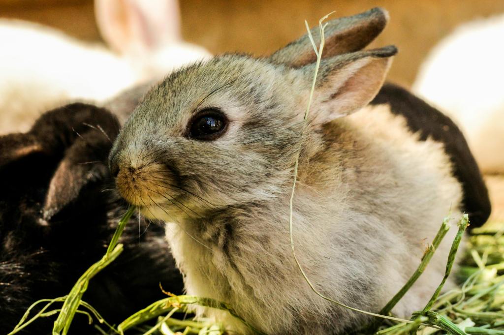 Gray Rabbit, Can Rabbits Eat Pineapple The Truth About This Tropical Treat