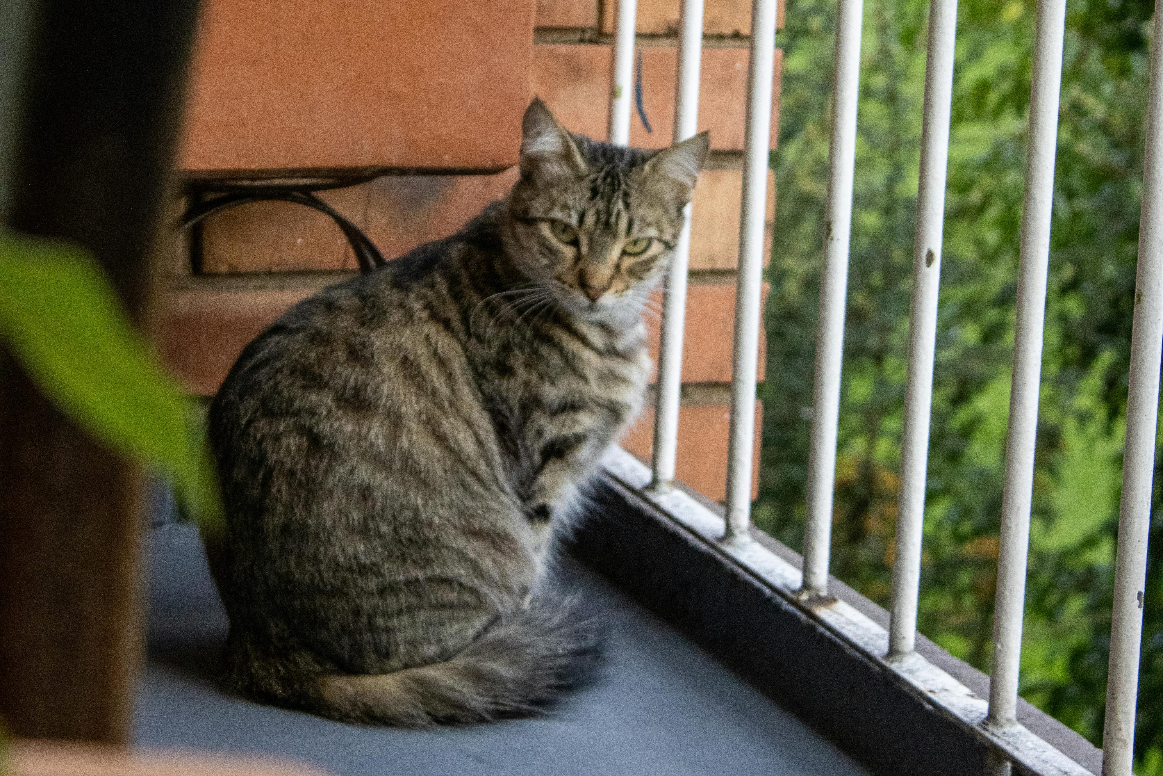 Gray Striped Car Sitting on Balcony, 75 Unique Cat Names Inspired by Mythology