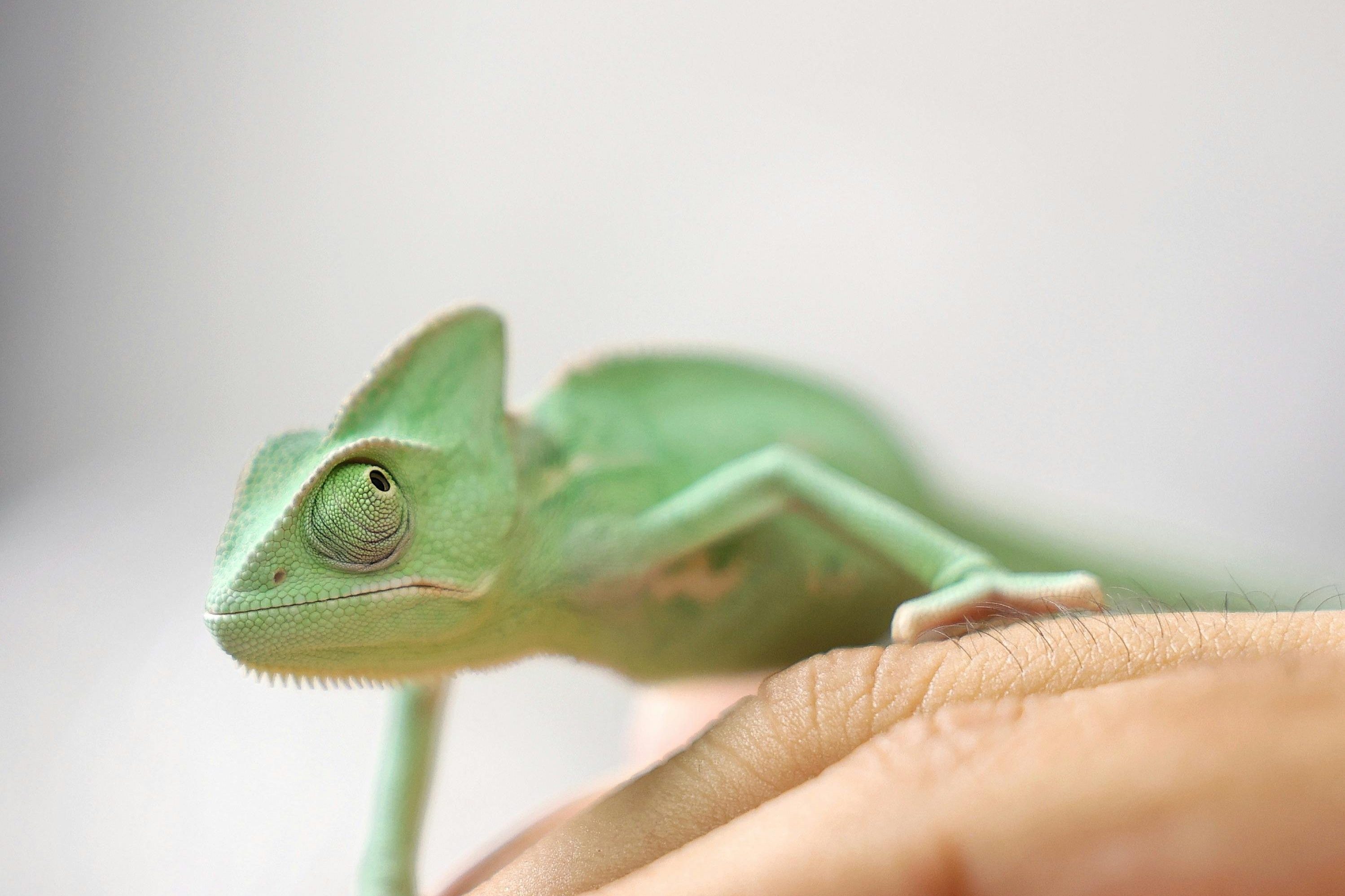 Green Chameleon Walking on Hand, 103 Unique Names for Your Reptile Companion