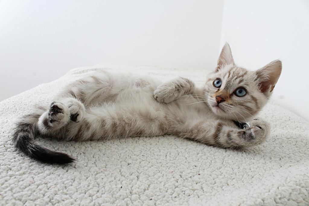 Photo of Grey Tabby Kitten Lying Down, 45 Cat Names with a Vintage Charm