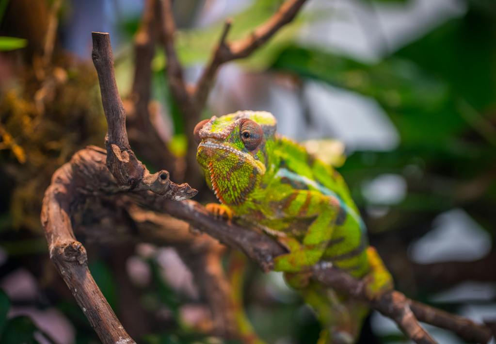 Selective Focus Photography of Green and Brown Chameleon Perched on Brown Tree Branch at Daytime, 101 Exotic Pet Names Inspired by World Cultures