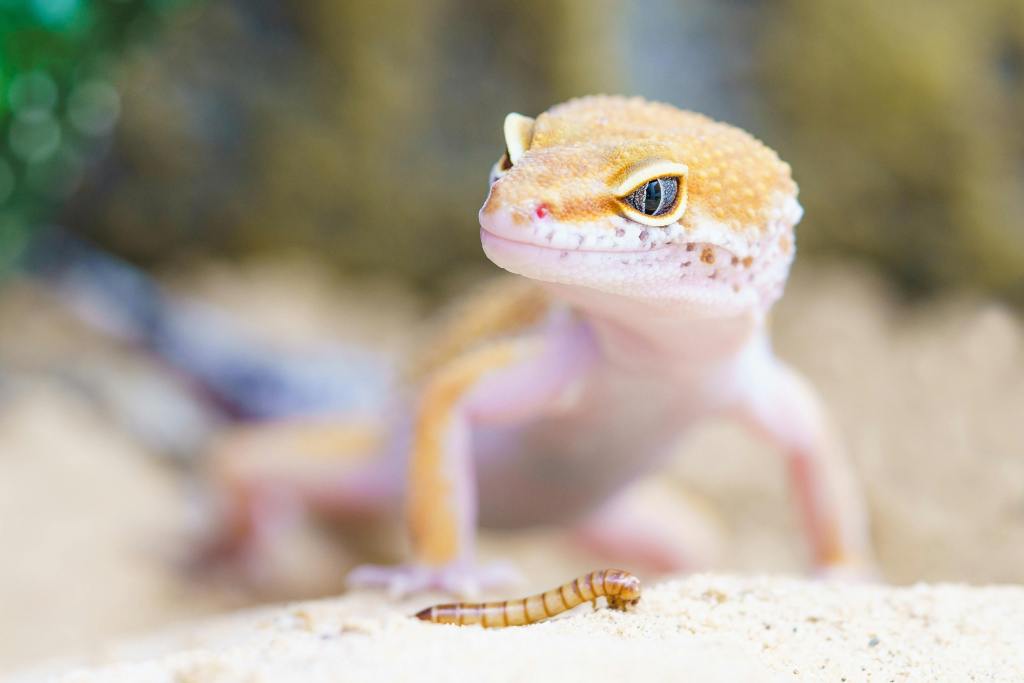 Shallow Focus Photography of Brown Gecko, 80 Pet Reptile Names for Strong and Stealthy Pets