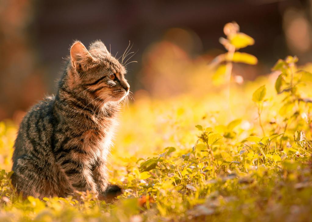 Tabby Kitten Sitting on the Grass, 83 Cat Names Inspired by Historical Figures
