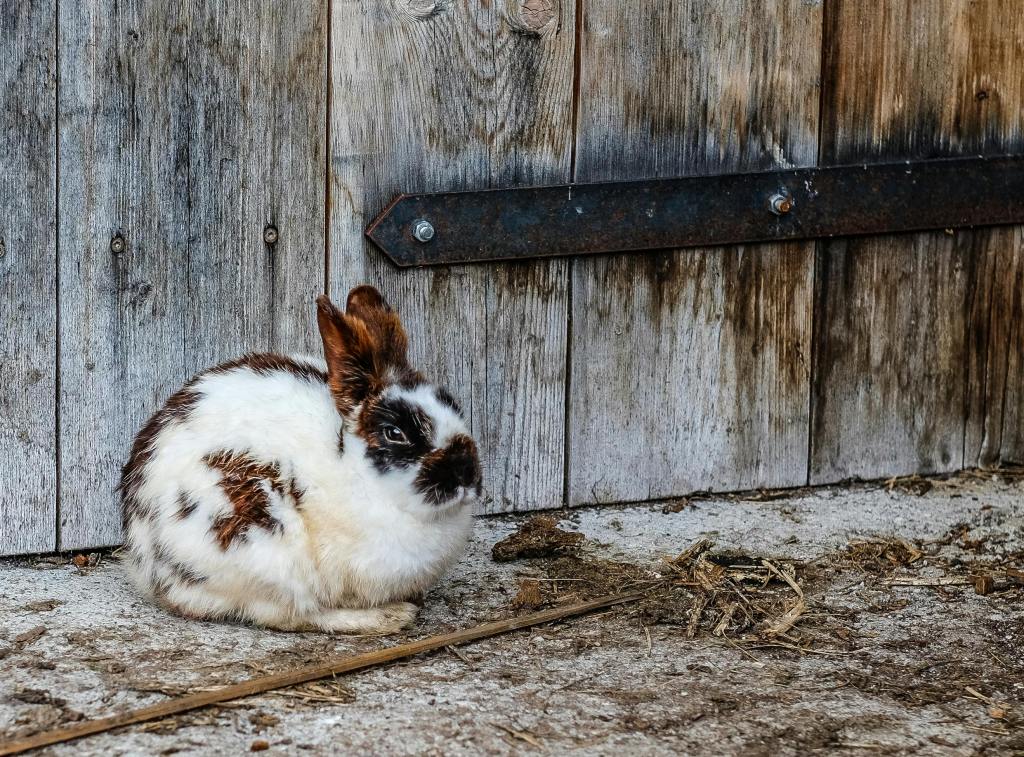 White Black and Brown Rabbit Near Brown Wooden Fence, Can Rabbits Eat Grapes What Every Rabbit Owner Should Know