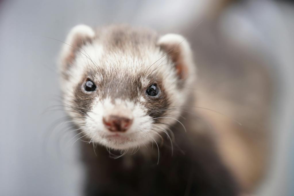 White and Black Ferret, 59 Ferret Names for the Mischievous Pet