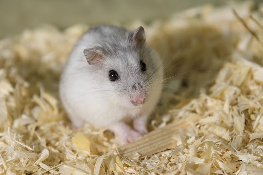 Aspen Shavings Bedding Hamster