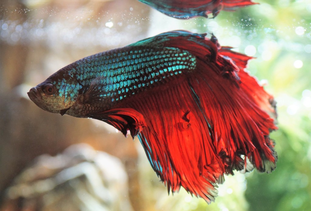 Betta Fish, How Often Should You Feed Your Betta Fish
