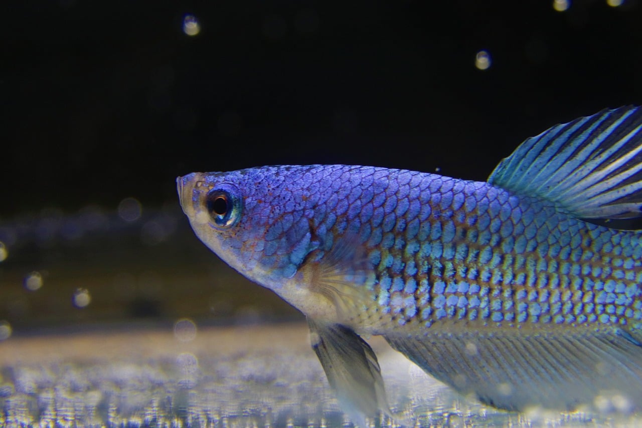 Close-up of a vibrant blue fish