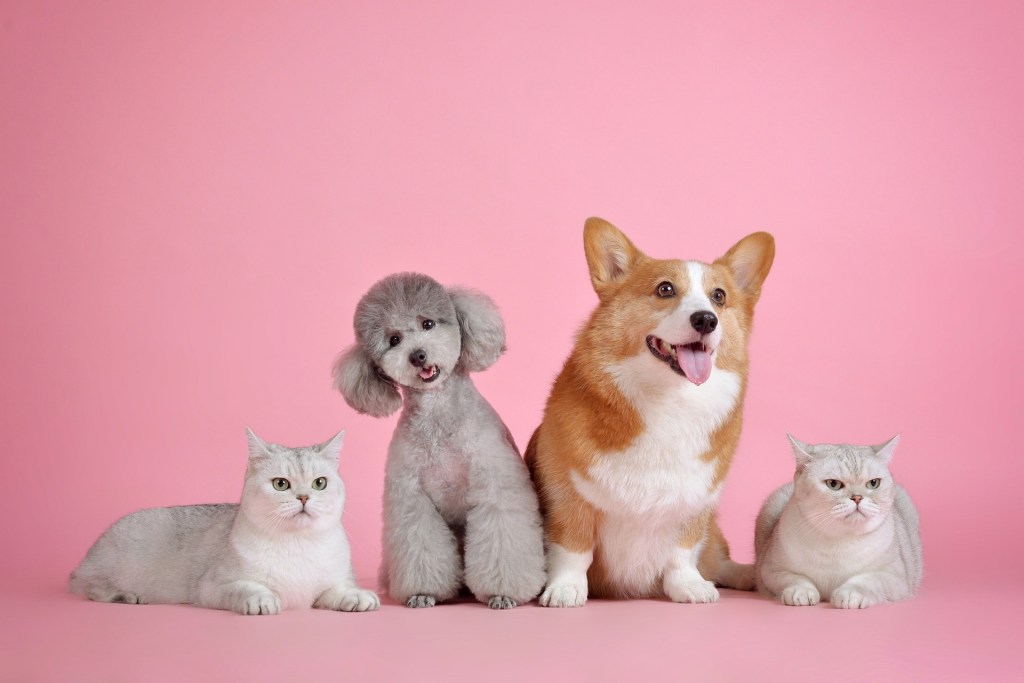 Do You Have Other Pets Questions To Ask Yourself Before Adopting A Dog