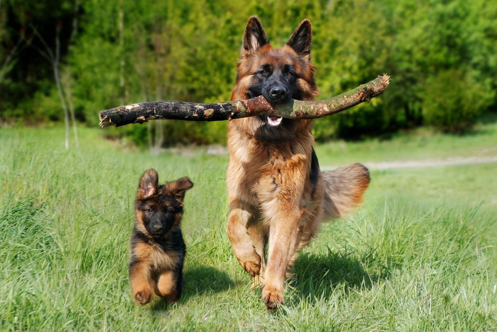 Dogs, Questions To Ask Youself Before Adopting A Dog