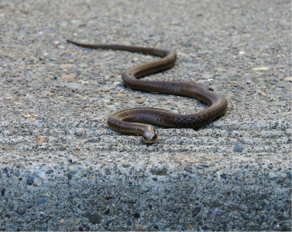 Garter Snake, Tips For New Pet Snake Owners