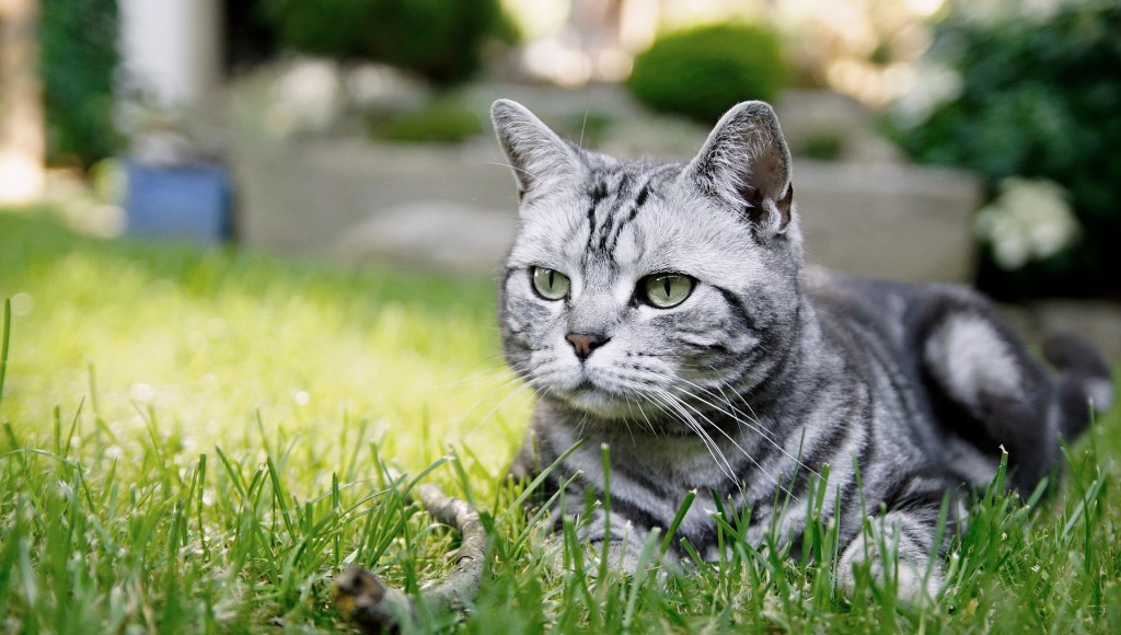 Gastrointestinal Problems, Reasons Your Cat May Be Losing Weight