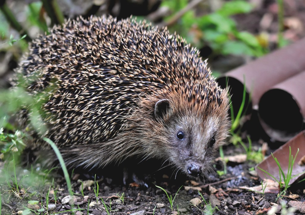 Nature-Inspired Hedgehog Names