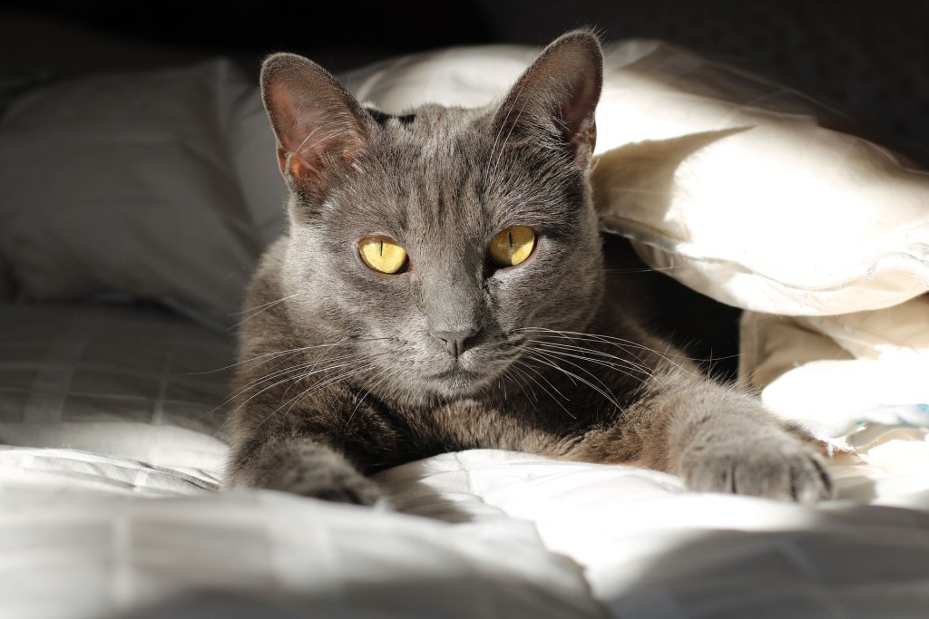 Organ Failure, Reasons Your Cat May Be Losing Weight