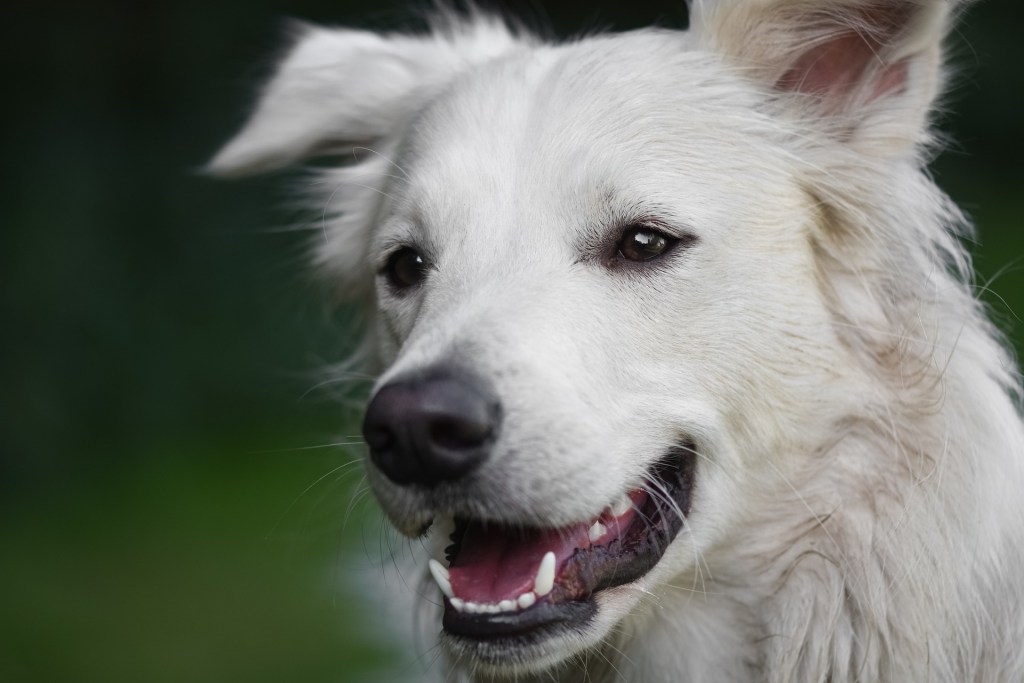 Pet Dog Questions To Ask Yourself Before Adopting A Dog
