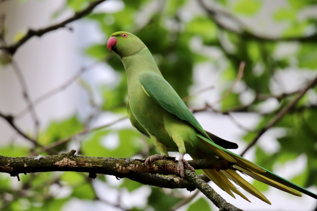 Ring Necked Parakeet