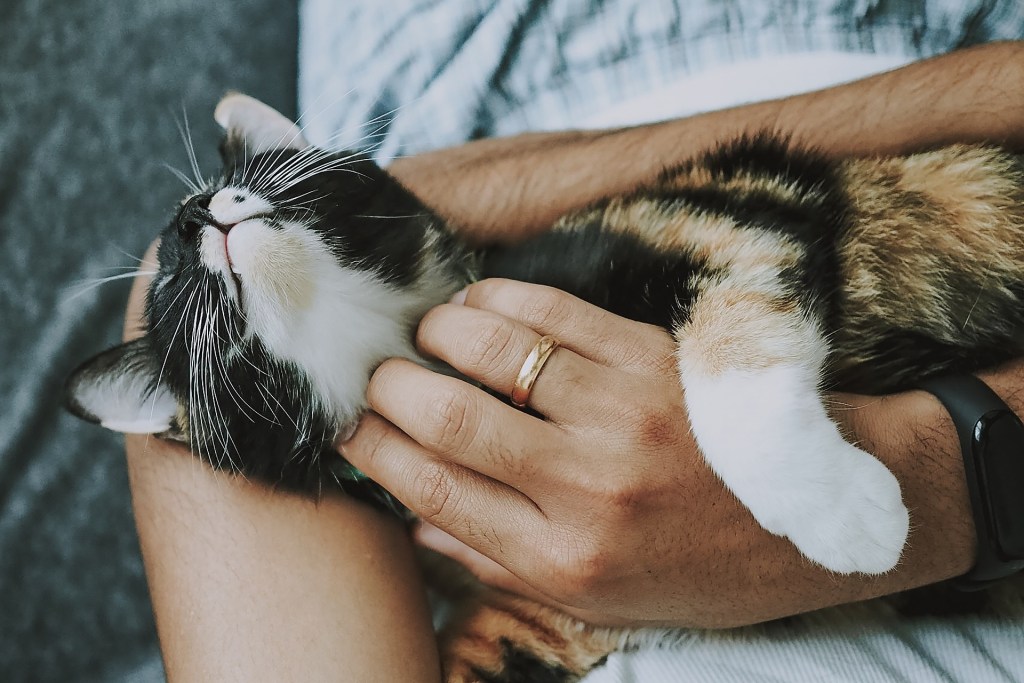 Should I Buy or Adopt A Cat, Cat in hands.