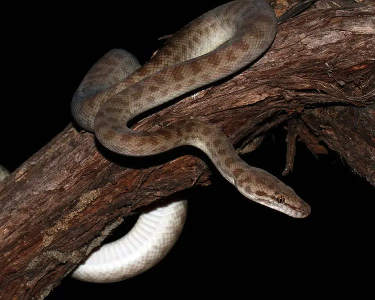 A Children's python around a tree branch at night