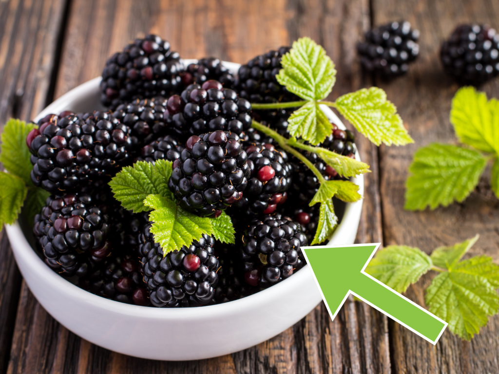 Photo of Blackberries, Are Blackberries Safe For Rabbits