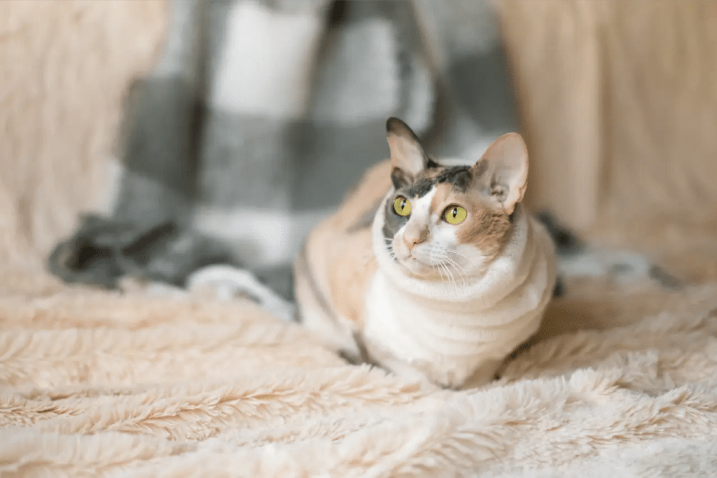 A cat with large yellow eyes resting on a soft beige blanket with a blurred checkered blanket in the background.