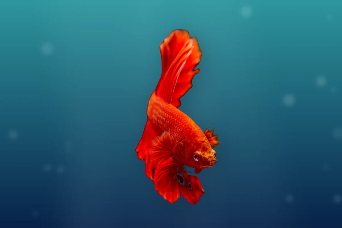 Best aquarium filter for 20 gallon tank, red betta swimming in a filtered aquarium
