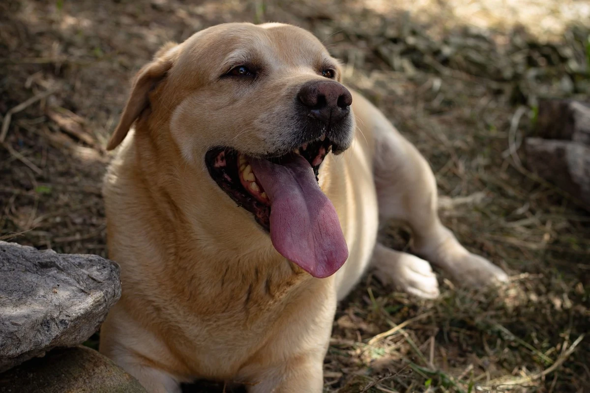 Light-colored dog resting in the shade to avoid sunburn