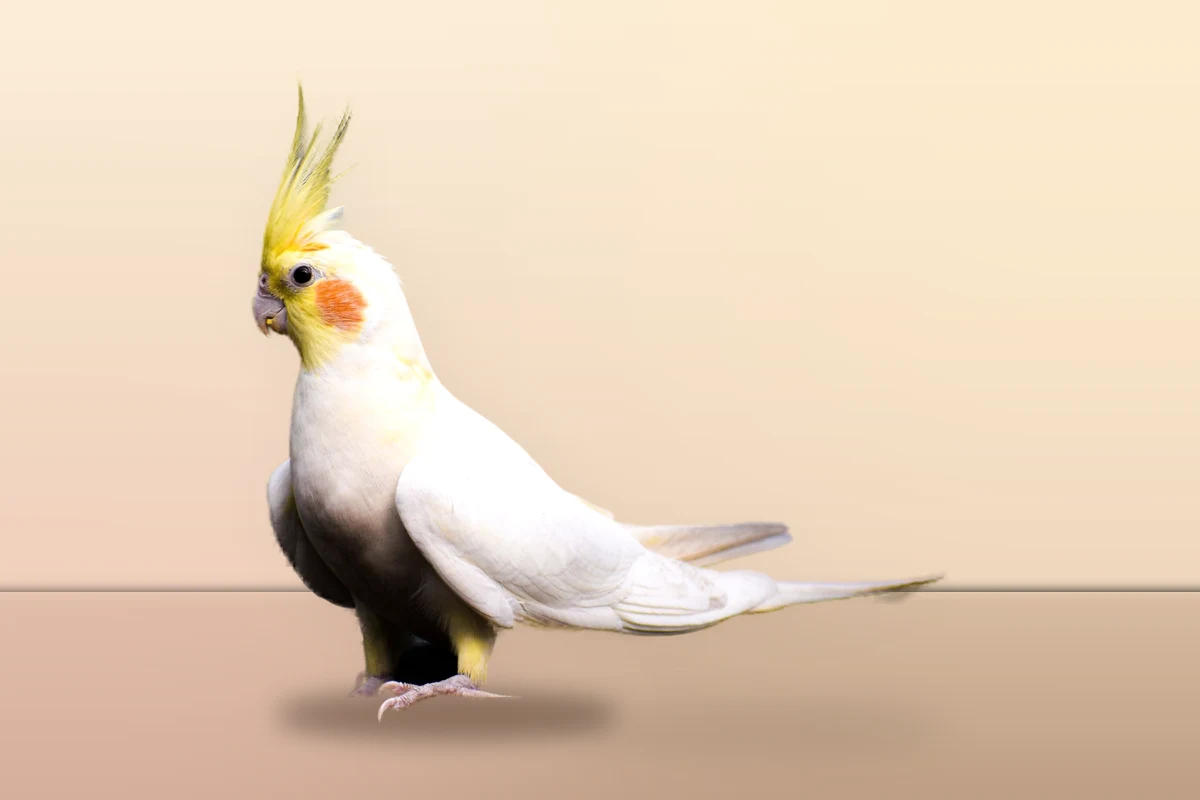 Lutino cockatiel with a yellow crest and orange cheek standing on a warm floor, illustrating cockatiel names
