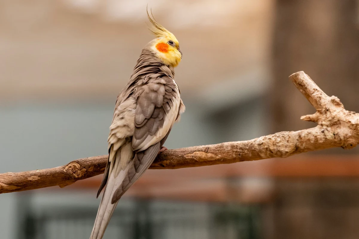 Grey cockatiel with an orange cheek patch perched on a branch, a classic candidate for cockatiel names