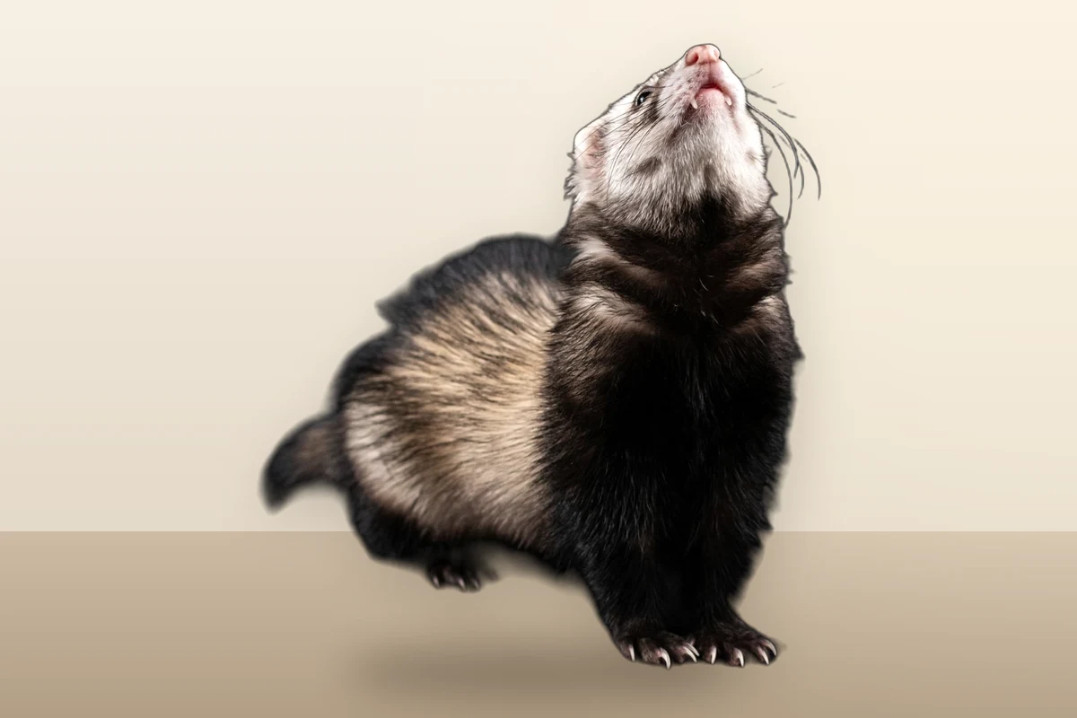 A ferret sitting and looking up, illustrating whether ferrets smell and their natural musky odor