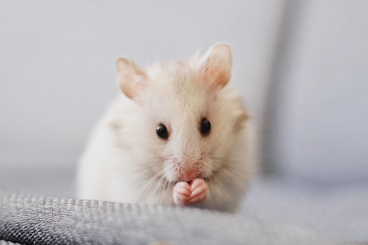 A pet hamster nibbling a treat held in its paws
