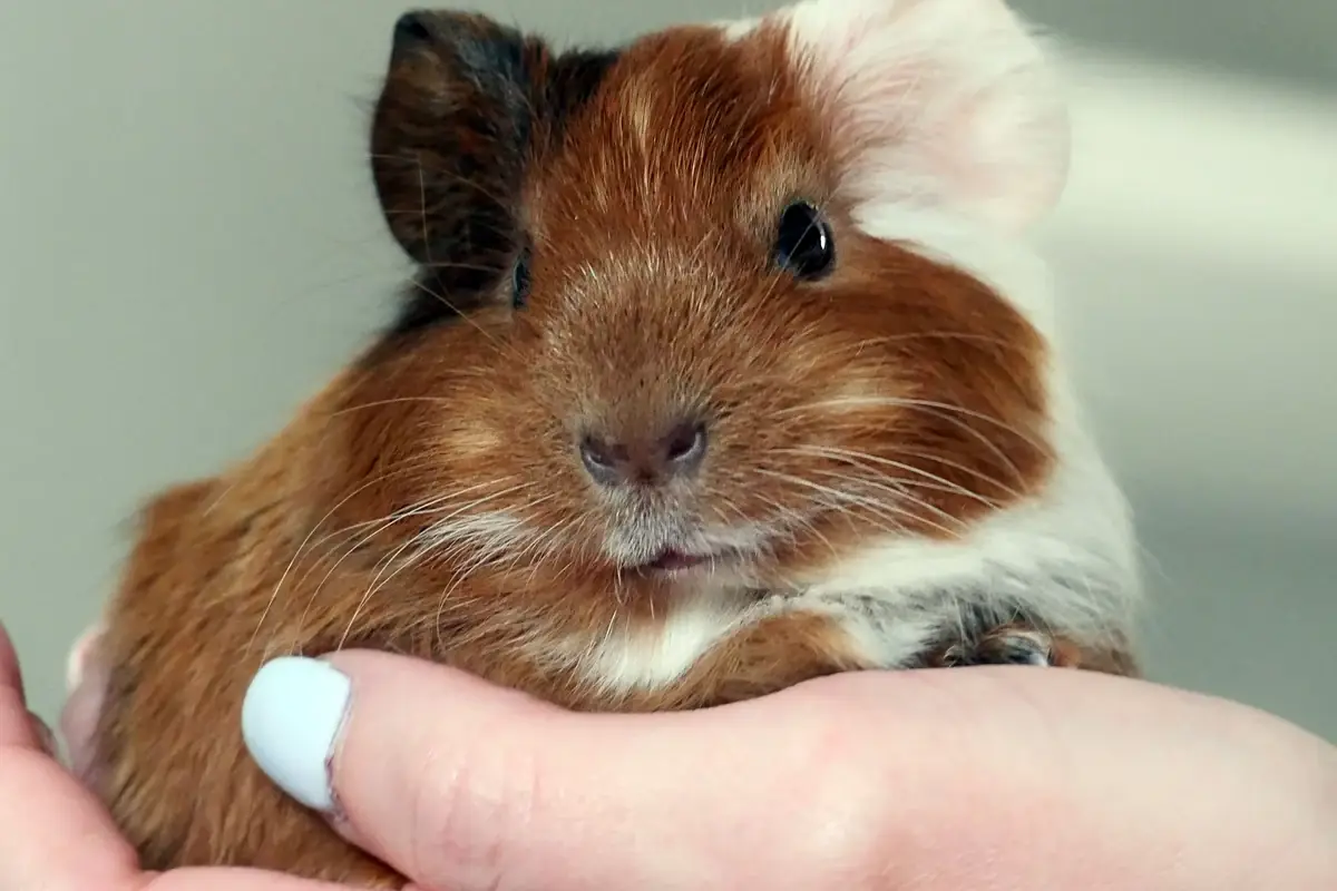 Person gently holding a guinea pig close to their chest with two hands