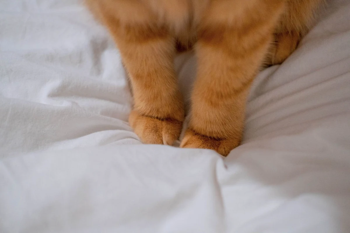 Orange cat kneading its paws into a soft white blanket