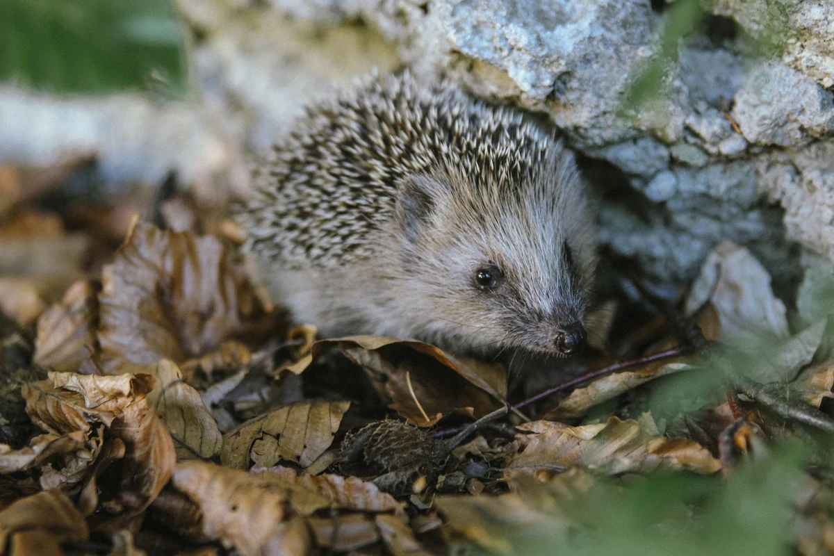 A hedgehog foraging among fallen leaves at dusk