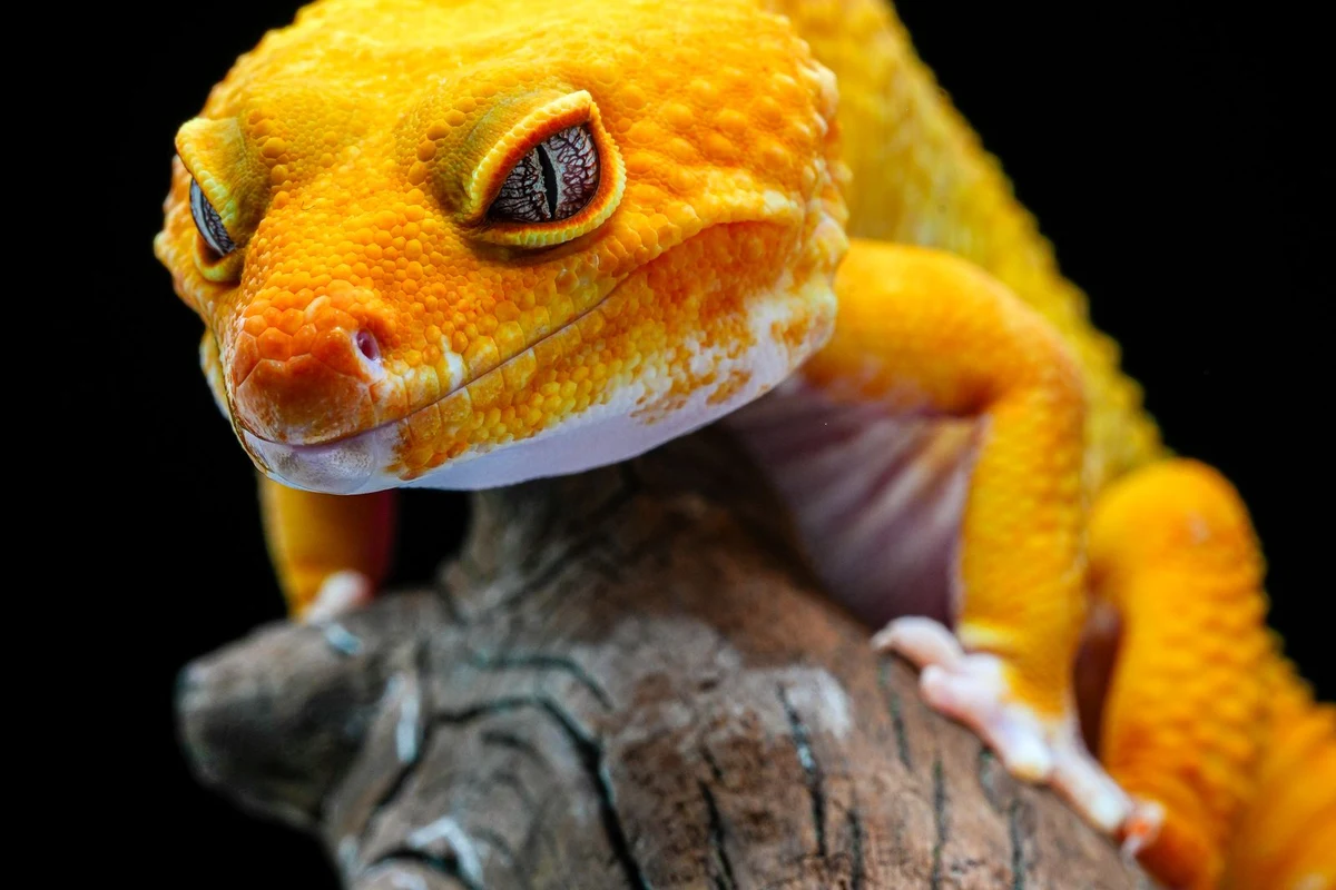 Leopard gecko resting in a clean terrarium habitat