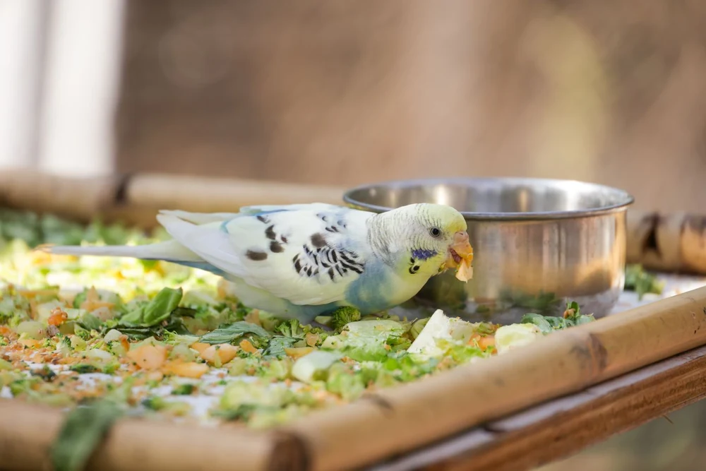 A pet parakeet eating fresh chopped vegetables from a feeding tray