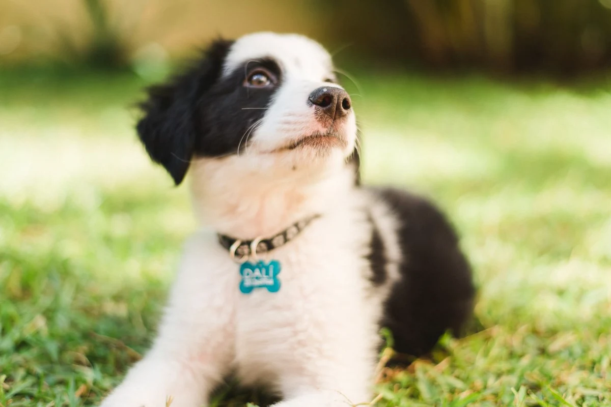 Puppy sitting outside on the grass during potty training, showing how long it takes to potty train a puppy