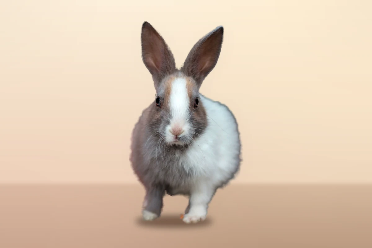 Brown and white pet rabbit standing on a warm floor, illustrating what do rabbits eat