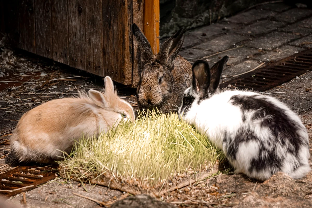 Three rabbits eating a pile of fresh grass hay, showing what rabbits eat as the bulk of their daily diet