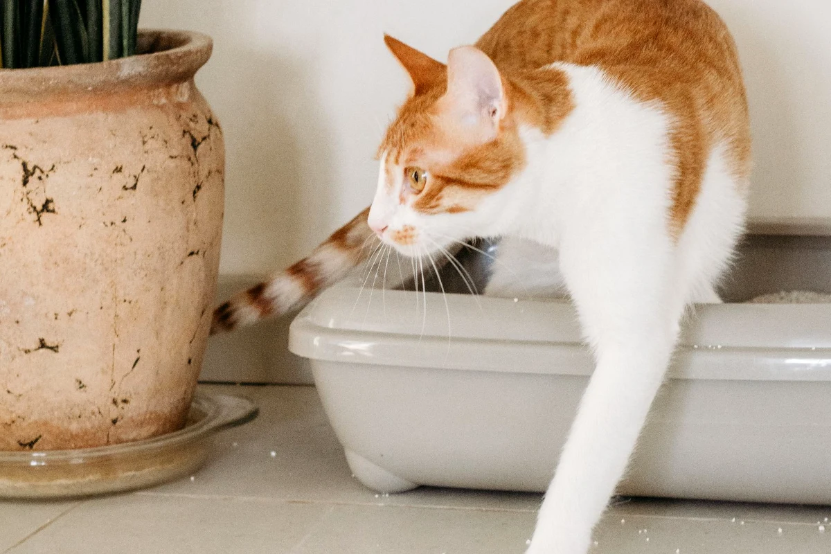 Orange and white cat stepping out over the low rim of an open cat litter box