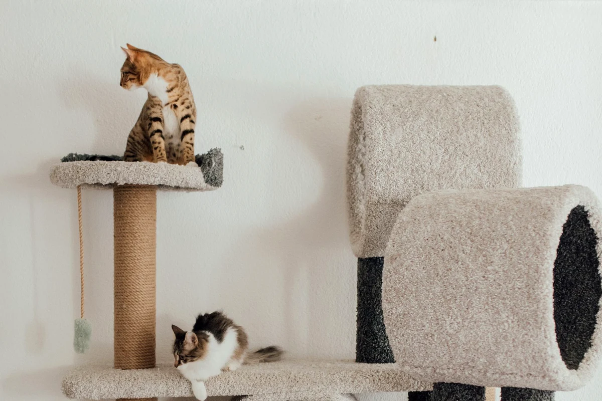 Two cats resting on separate levels of the best cat tree with a sisal scratching post