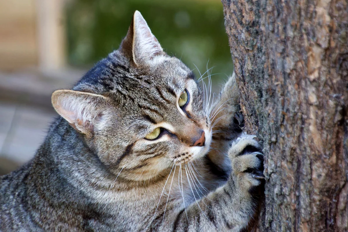 Cat stretched to full height with claws hooked into a post, showing how tall a cat tree scratching post must be