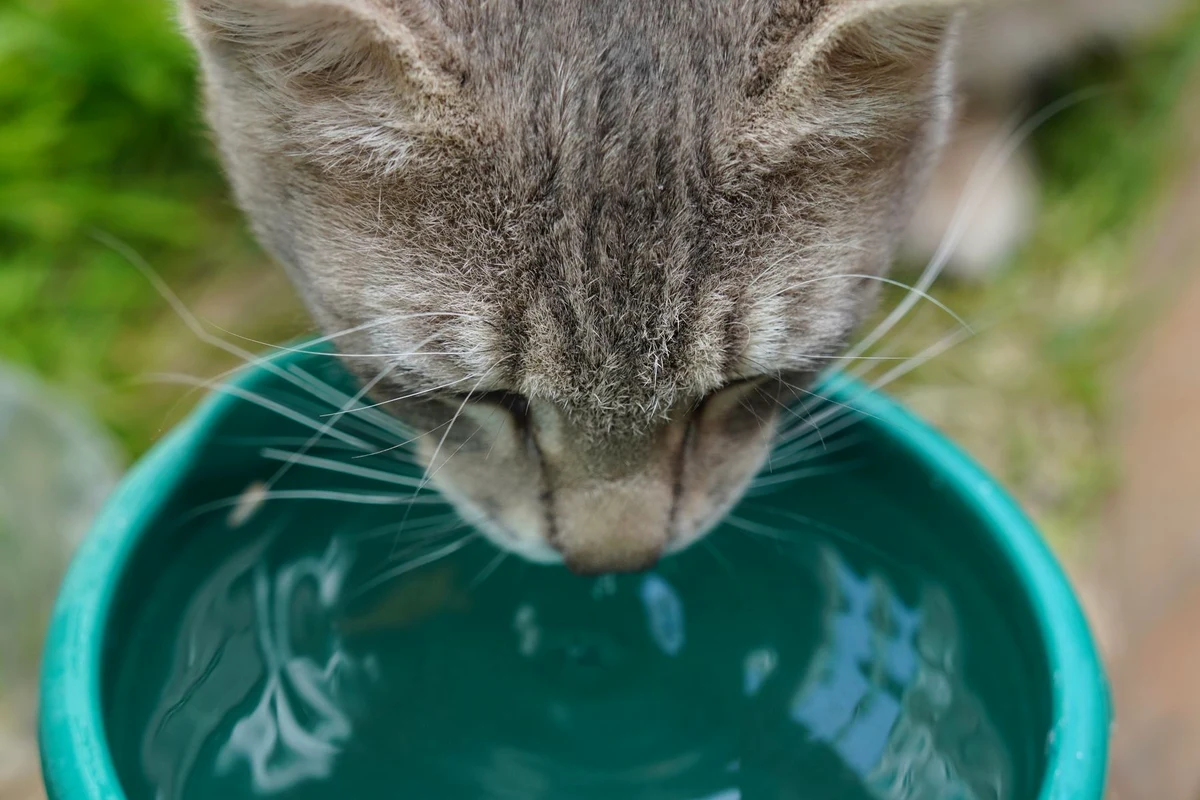 Grey tabby cat drinking from a narrow bowl with its whiskers pressed against the rim, the problem a cat water fountain solves