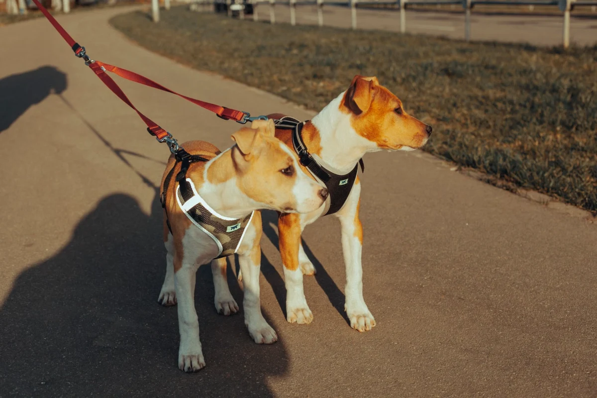 Two dogs wearing no pull dog harnesses with leashes clipped to the back ring during a walk
