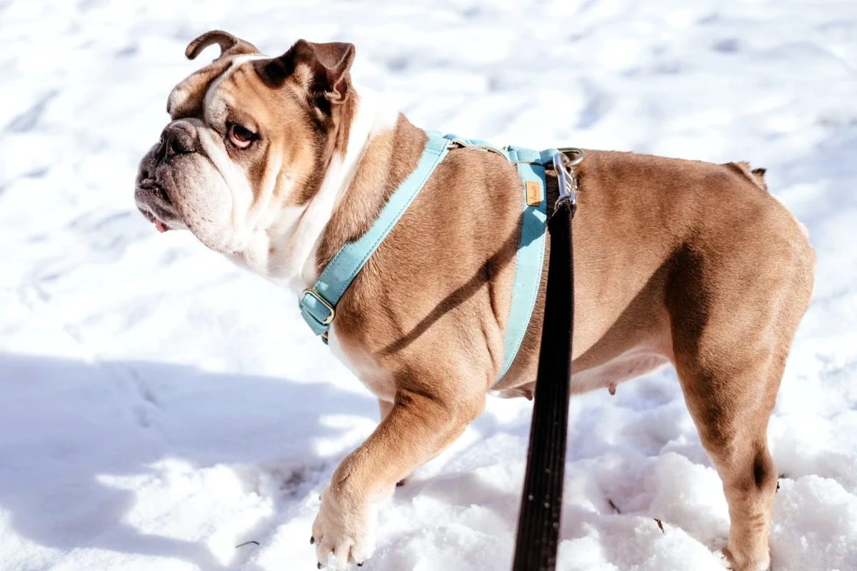 A correctly fitted dog harness on a bulldog showing the chest strap sitting on the sternum and the girth strap on the ribcage