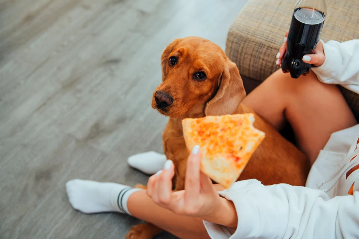 Dog watching a person hold food at floor level, the moment when grapes and raisins are most often handed to dogs by mistake