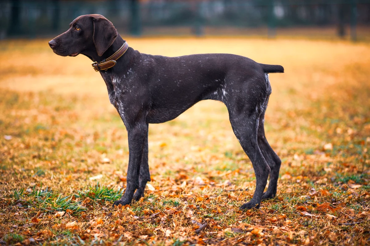 A lean German Shorthaired Pointer standing in profile showing the visible waist and abdominal tuck of an ideal dog weight